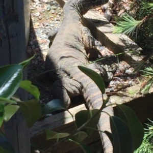 Varanus rosenbergi at Wamboin, NSW - suppressed