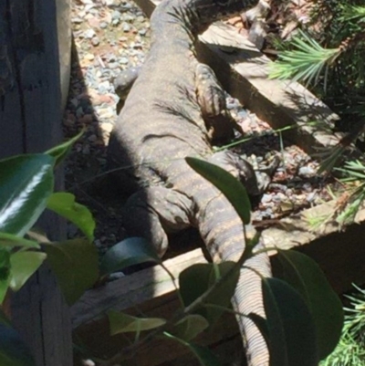 Varanus rosenbergi (Heath or Rosenberg's Monitor) at Wamboin, NSW - 11 Dec 2016 by Varanus