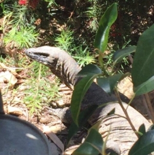 Varanus rosenbergi at Wamboin, NSW - suppressed