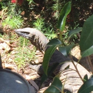 Varanus rosenbergi at Wamboin, NSW - suppressed
