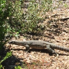 Varanus rosenbergi at Wamboin, NSW - 11 Dec 2016