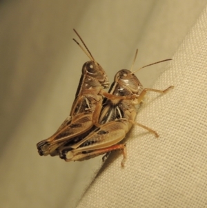 Brachyexarna lobipennis at Bonython, ACT - 2 Jan 2017