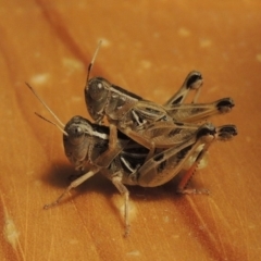 Brachyexarna lobipennis at Bonython, ACT - 2 Jan 2017