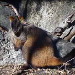 Petrogale penicillata (Brush-tailed Rock Wallaby) at Paddys River, ACT - 4 Jul 2017 by roymcd