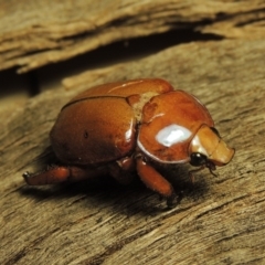 Anoplognathus montanus (Montane Christmas beetle) at Pine Island to Point Hut - 2 Jan 2017 by michaelb