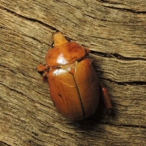 Anoplognathus montanus at Tuggeranong, ACT - 3 Jan 2017