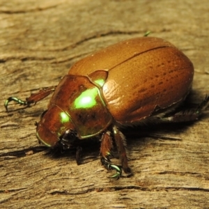 Anoplognathus brunnipennis at Tuggeranong, ACT - 3 Jan 2017 12:37 AM