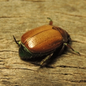 Anoplognathus brunnipennis at Tuggeranong, ACT - 3 Jan 2017