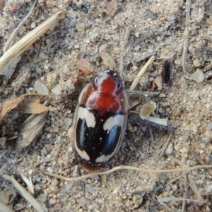 Sphallomorpha sp. (genus) at Paddys River, ACT - 21 Jan 2017 07:56 PM