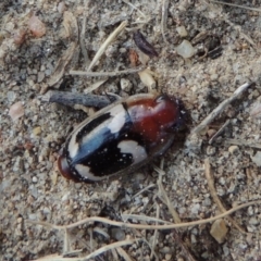 Sphallomorpha sp. (genus) at Paddys River, ACT - 21 Jan 2017 07:56 PM