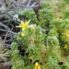 Sedum acre (Goldmoss Stonecrop) at Paddys River, ACT - 21 Jan 2017 by michaelb