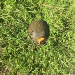 Chelodina longicollis (Eastern Long-necked Turtle) at Gigerline Nature Reserve - 18 Jun 2017 by ChrisHolder