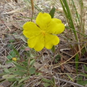 Hibbertia obtusifolia at Hall, ACT - 26 Jun 2017 02:44 PM