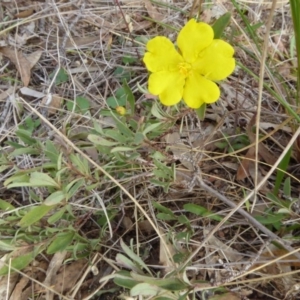 Hibbertia obtusifolia at Hall, ACT - 26 Jun 2017 02:44 PM