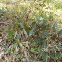 Hardenbergia violacea (False Sarsaparilla) at Hall, ACT - 26 Jun 2017 by AndyRussell