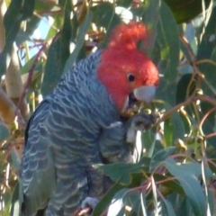 Callocephalon fimbriatum (Gang-gang Cockatoo) at Greenway, ACT - 6 Jul 2017 by ozza