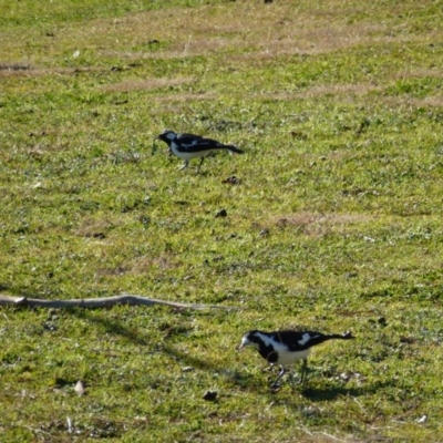 Grallina cyanoleuca (Magpie-lark) at Greenway, ACT - 6 Jul 2017 by ozza