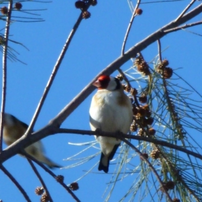 Carduelis carduelis (European Goldfinch) at Greenway, ACT - 6 Jul 2017 by ozza