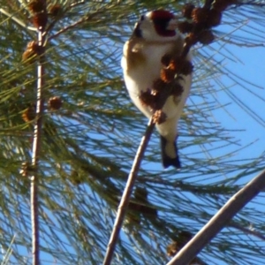 Carduelis carduelis at Greenway, ACT - 6 Jul 2017