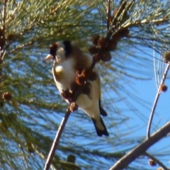 Carduelis carduelis at Greenway, ACT - 6 Jul 2017