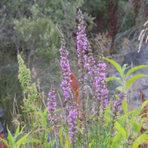 Lythrum salicaria at Paddys River, ACT - 21 Jan 2017