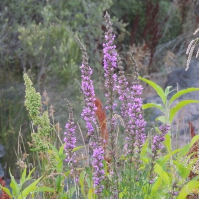 Lythrum salicaria (Purple Loosestrife) at Paddys River, ACT - 21 Jan 2017 by michaelb