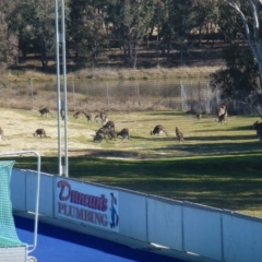 Macropus giganteus at Greenway, ACT - 6 Jul 2017 01:15 PM