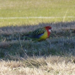 Platycercus eximius (Eastern Rosella) at Greenway, ACT - 6 Jul 2017 by ozza