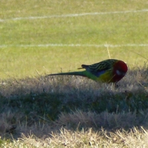 Platycercus eximius at Greenway, ACT - 6 Jul 2017