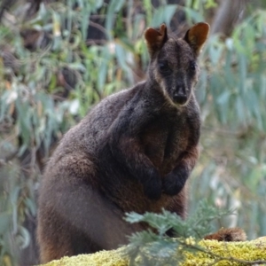 Petrogale penicillata at Paddys River, ACT - suppressed