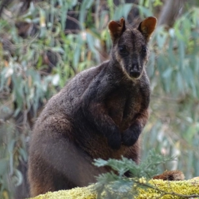 Petrogale penicillata (Brush-tailed Rock Wallaby) at Paddys River, ACT - 2 Mar 2017 by roymcd