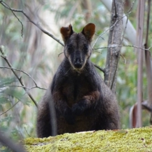 Petrogale penicillata at Paddys River, ACT - suppressed