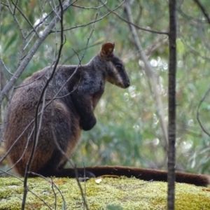 Petrogale penicillata at Paddys River, ACT - suppressed