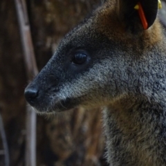 Wallabia bicolor (Swamp Wallaby) at Paddys River, ACT - 3 Mar 2017 by roymcd