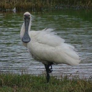 Platalea regia at Fyshwick, ACT - 5 Mar 2017