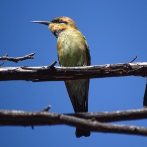 Merops ornatus at Rendezvous Creek, ACT - 6 Mar 2017