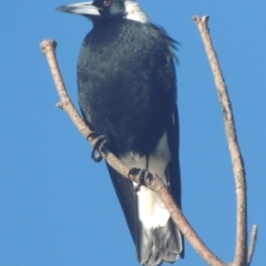 Gymnorhina tibicen (Australian Magpie) at Kioloa, NSW - 7 Jun 2014 by michaelb