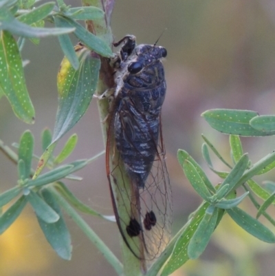 Galanga labeculata (Double-spotted cicada) at Paddys River, ACT - 21 Jan 2017 by michaelb