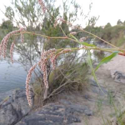 Persicaria lapathifolia (Pale Knotweed) at Paddys River, ACT - 21 Jan 2017 by michaelb