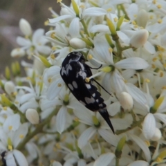 Hoshihananomia leucosticta at Pine Island to Point Hut - 21 Jan 2017