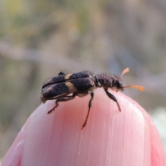 Eleale pulchra (Clerid beetle) at Pine Island to Point Hut - 21 Jan 2017 by michaelb