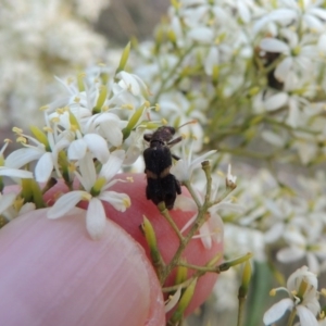 Eleale pulchra at Pine Island to Point Hut - 21 Jan 2017