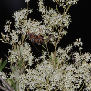 Bursaria spinosa at Bonython, ACT - 21 Jan 2017