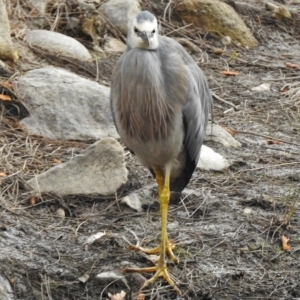 Egretta novaehollandiae at Uriarra Village, ACT - 7 Jul 2017