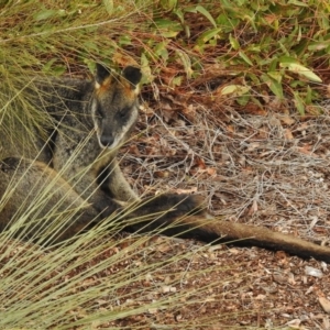 Wallabia bicolor at Uriarra Village, ACT - 7 Jul 2017