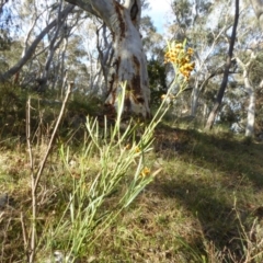 Daviesia leptophylla (Slender Bitter Pea) at Hall, ACT - 26 Jun 2017 by AndyRussell