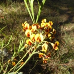 Daviesia leptophylla at Hall, ACT - 26 Jun 2017 03:06 PM