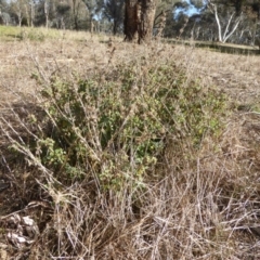 Marrubium vulgare at Hall, ACT - 26 Jun 2017