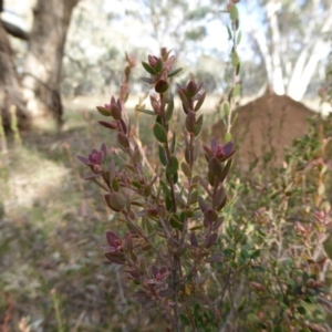 Brachyloma daphnoides at Hall, ACT - 26 Jun 2017