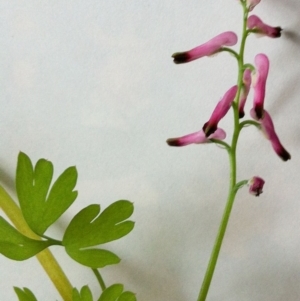 Fumaria muralis subsp. muralis at Hughes, ACT - 27 Jun 2017 12:00 AM